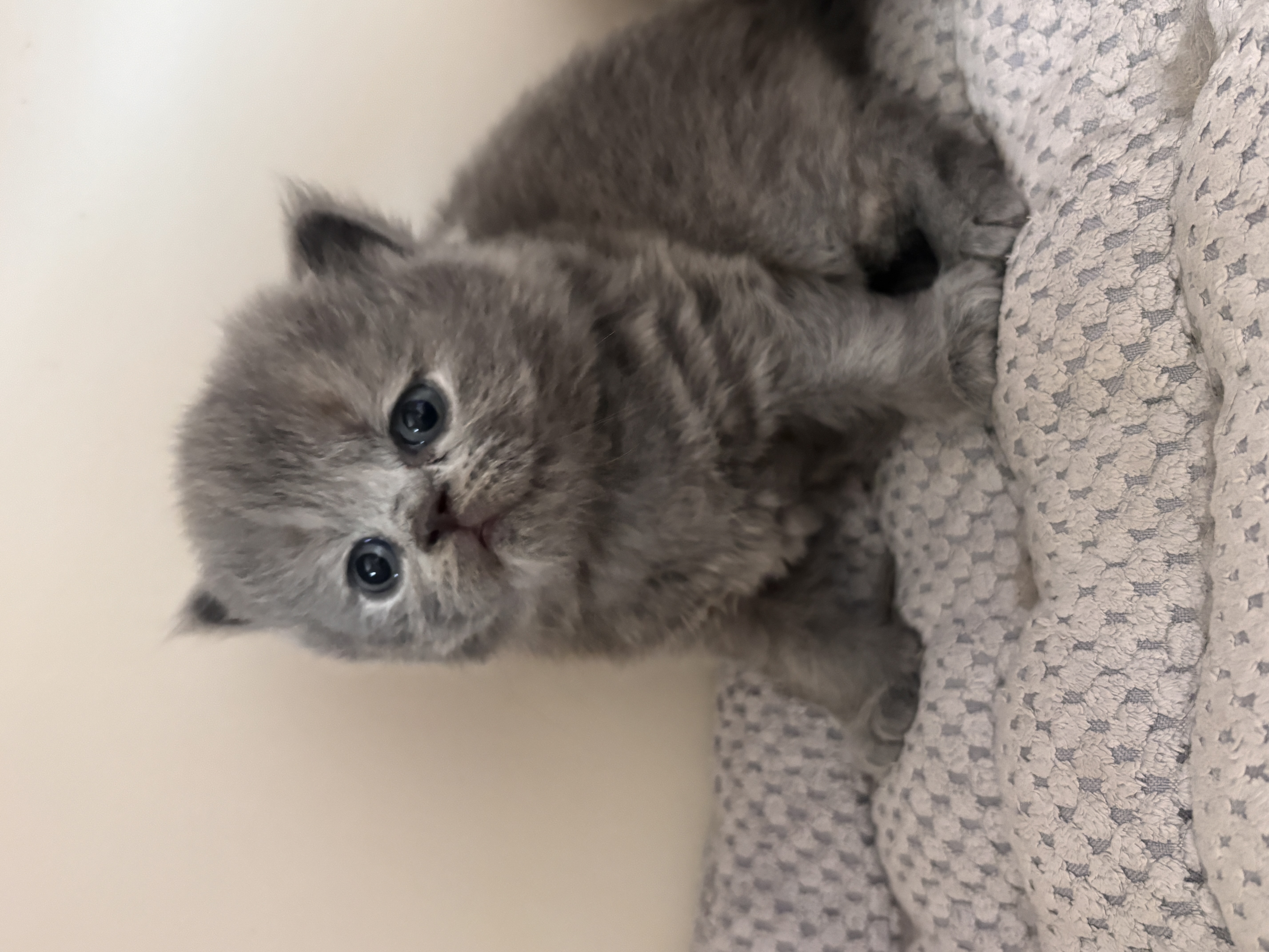 Latté's Wish Baby Pus ( Babs)