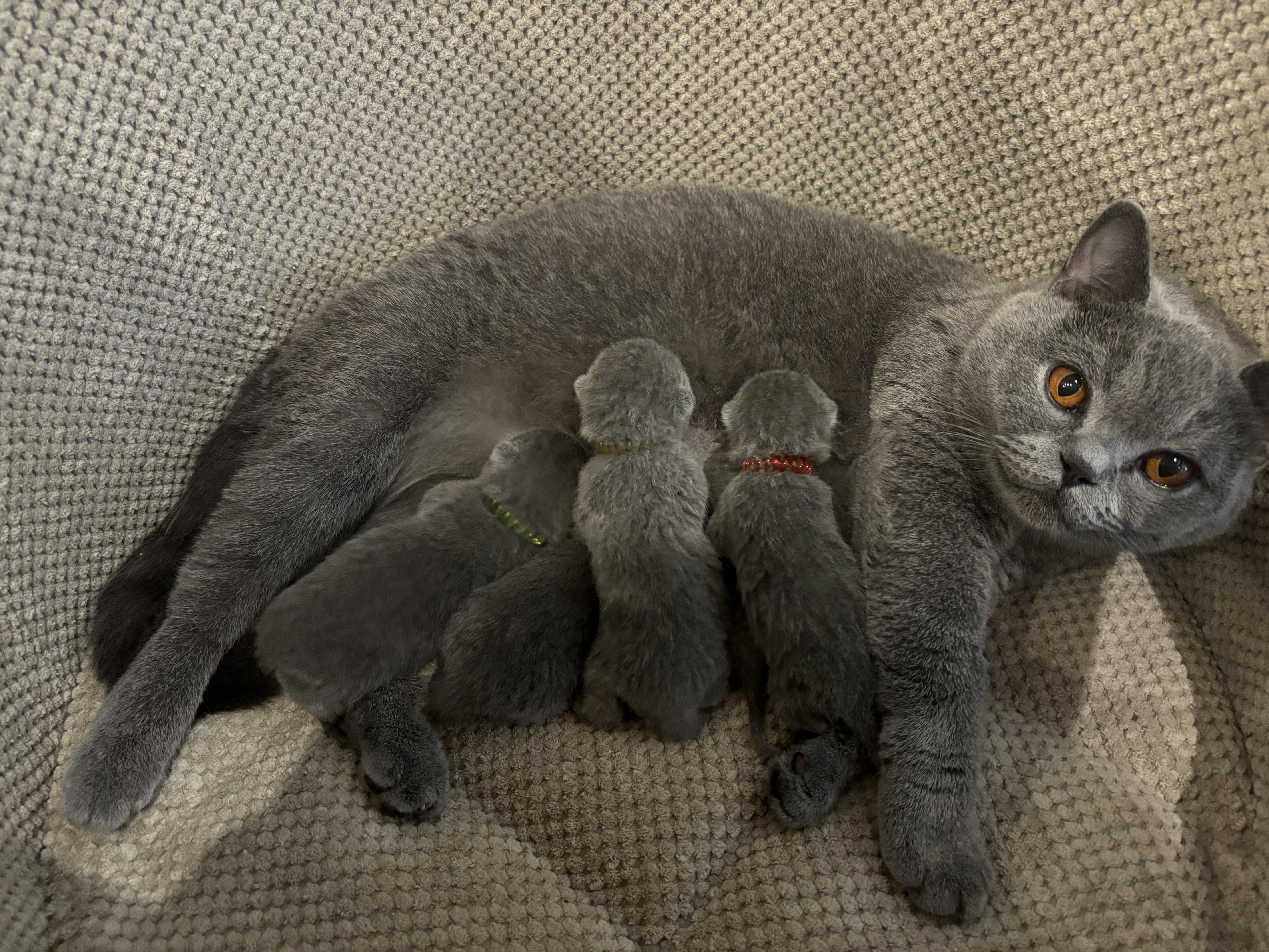 Ingrid Sideris*pl × Elton My Chubbiness foto 2